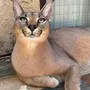 Порода кошек каракал