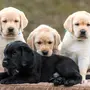 Лабрадор собаки щенки