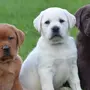 Лабрадор собаки щенки