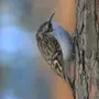 Пищуха птица