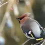 Птица с хохолком зимой