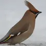 Птица С Хохолком Зимой