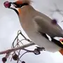 Птица с хохолком зимой