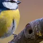 Лазоревка птица