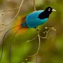 Птица кабелина
