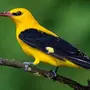 Желтые птицы