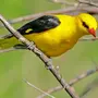 Желтые птицы