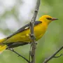 Желтые Птицы