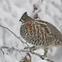Сибирские птицы