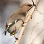 Сибирские Птицы