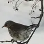 Птицы Подмосковья С Названиями Зимующие