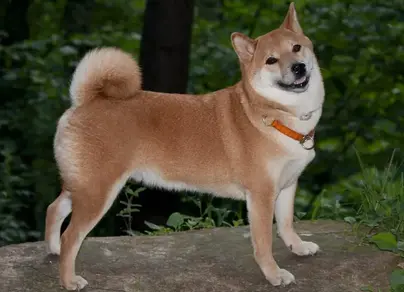 Японская собака