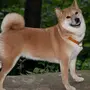 Японская собака