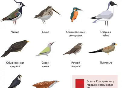 Птицы центральной россии