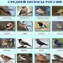 Птицы Центральной России