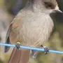 Кукша птица