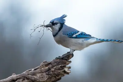 Голубая сойка птица
