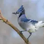 Голубая Сойка Птица