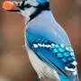 Голубая Сойка Птица