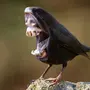 Страшные Птицы