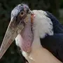 Страшные птицы