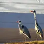 Птицы Байкала