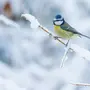 Птицы лазаревка