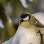 Птицы лазаревка