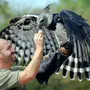 Гарпия птица с человеком