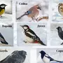 Птицы Томской Области С Названиями Зимующие