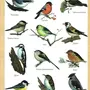 Птицы томской области с названиями зимующие
