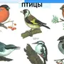 Птицы Томской Области С Названиями Зимующие