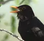 Черная птица сериал
