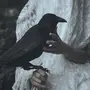 Черная птица сериал