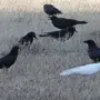 Черная Птица Сериал
