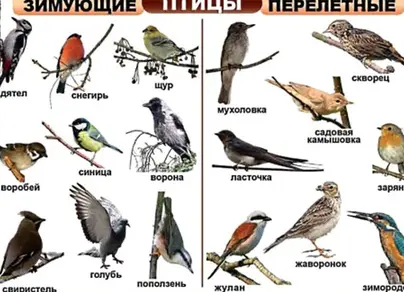 Хищные птицы владимирской области с названиями