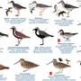 Хищные птицы владимирской области с названиями