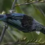 Птицы новой зеландии