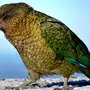 Птицы новой зеландии