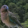 Птицы Новой Зеландии