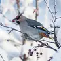 Птицы Владимирской Области Зимой С Названиями