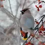 Птицы владимирской области зимой с названиями