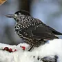 Птицы владимирской области зимой с названиями