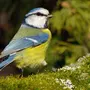 Синица лазоревка птица