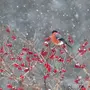 Снегири птицы зимой красивые