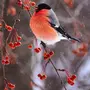 Снегири Птицы Зимой Красивые