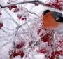Снегири Птицы Зимой Красивые