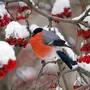 Снегири птицы зимой красивые