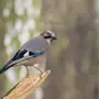Птица с голубыми крыльями