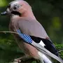 Птица с голубыми крыльями